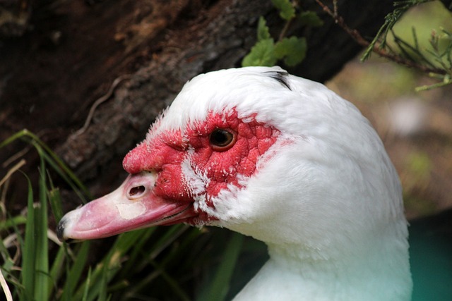 足球城市短记：让海港翻车的武里南，曾属于柬埔寨？